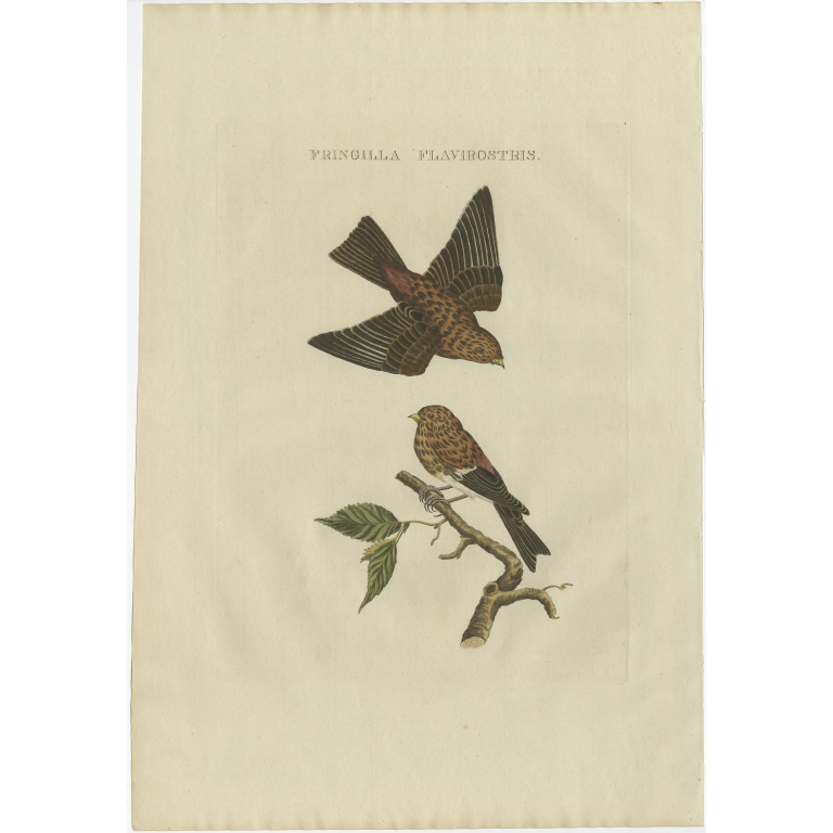 Fringilla Flavirostris - Sepp & Nozeman (1809)