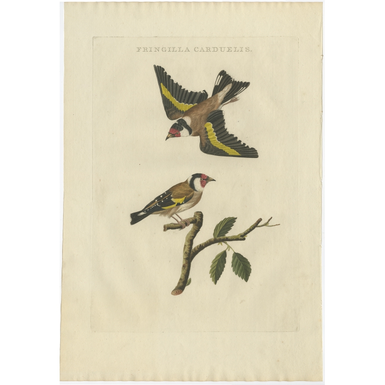 Fringilla Carduelis - Sepp & Nozeman (1809)