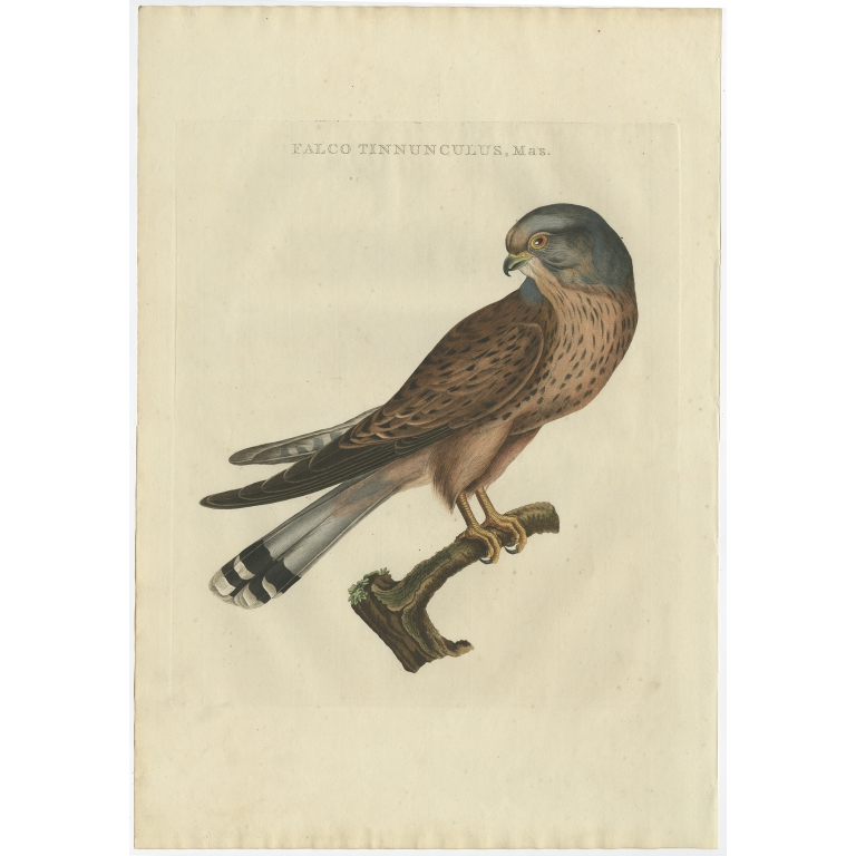 Falco Tinnunculus, Mas - Sepp & Nozeman (1809)