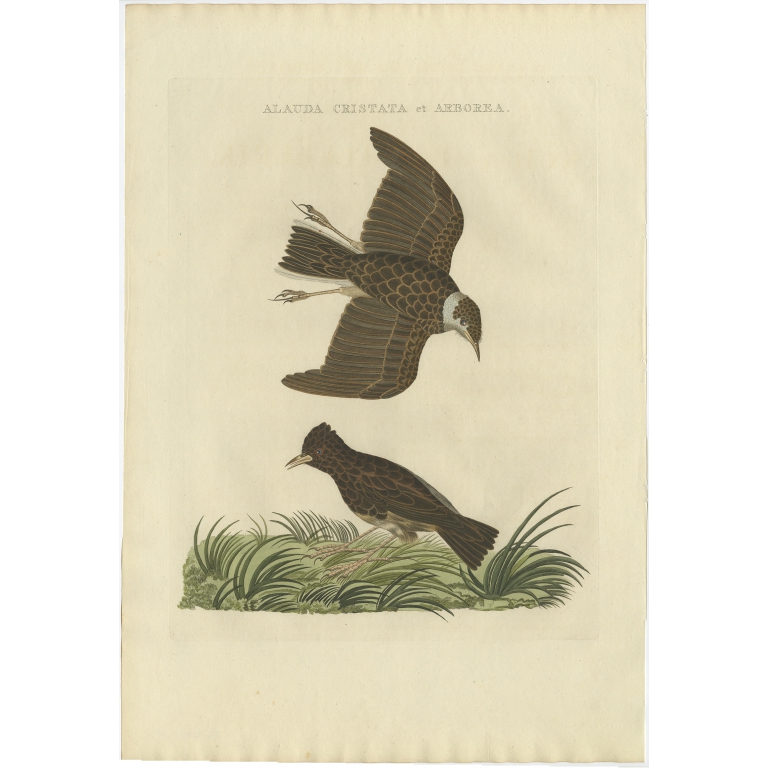 Alauda Cristata et Arborea - Sepp & Nozeman (1809)