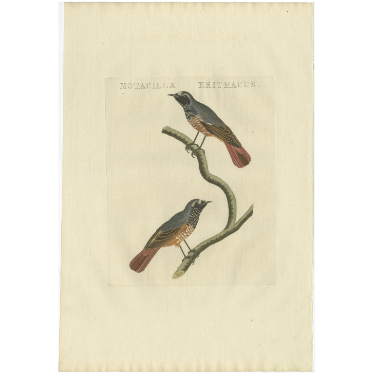Motacilla Erithacus - Sepp & Nozeman (1809)