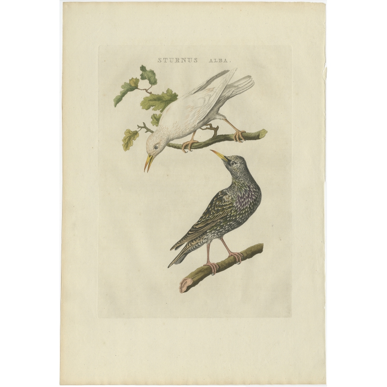 Sturnus alba - Sepp & Nozeman (1809)