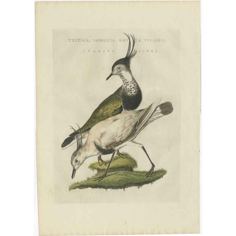 Tringa vanellus, Gavia, Vulgaris (Varius Alba) - Sepp & Nozeman (1809)