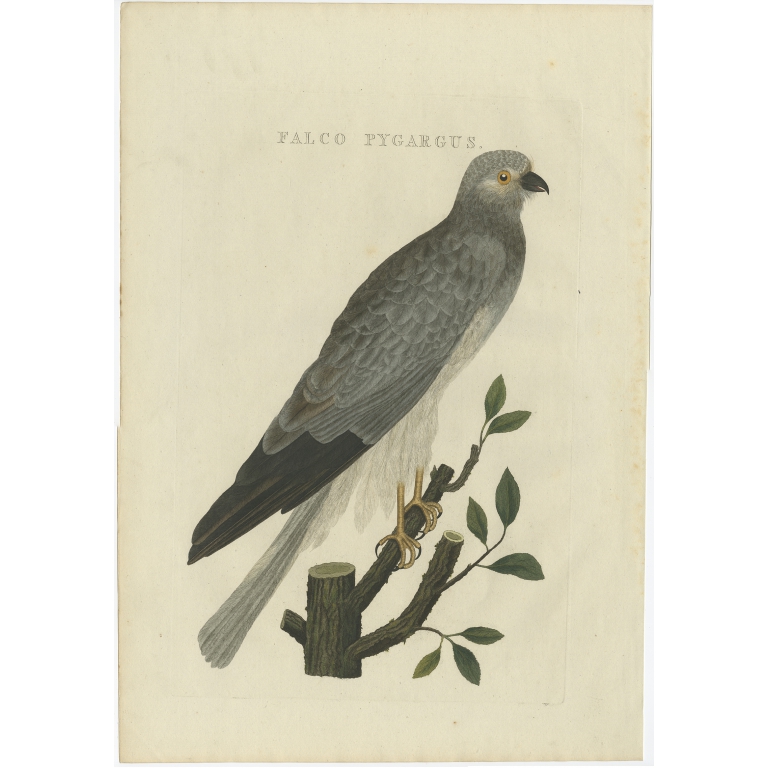 Falco Pygargus - Sepp & Nozeman (1809)