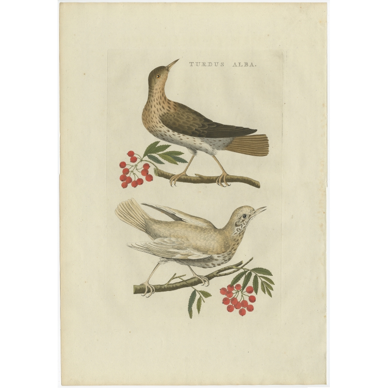 Turdus Alba - Sepp & Nozeman (1809)
