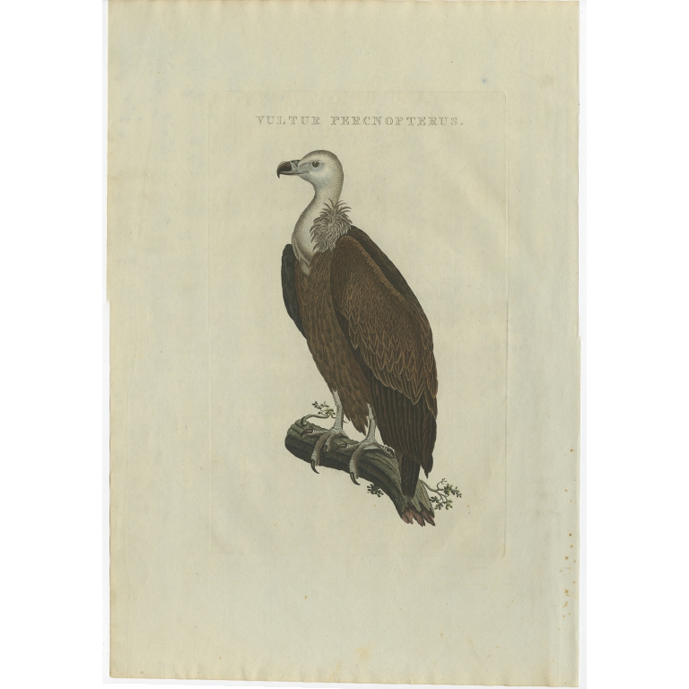 Vultur Percnopterus - Sepp & Nozeman (1829)