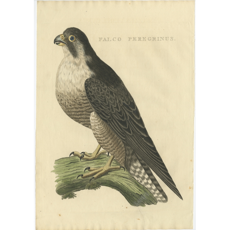 Falco Peregrinus - Sepp & Nozeman (1829)