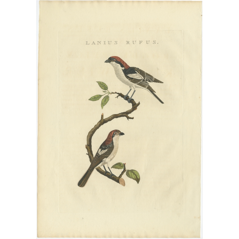 Lanius Rufus - Sepp & Nozeman (1829)