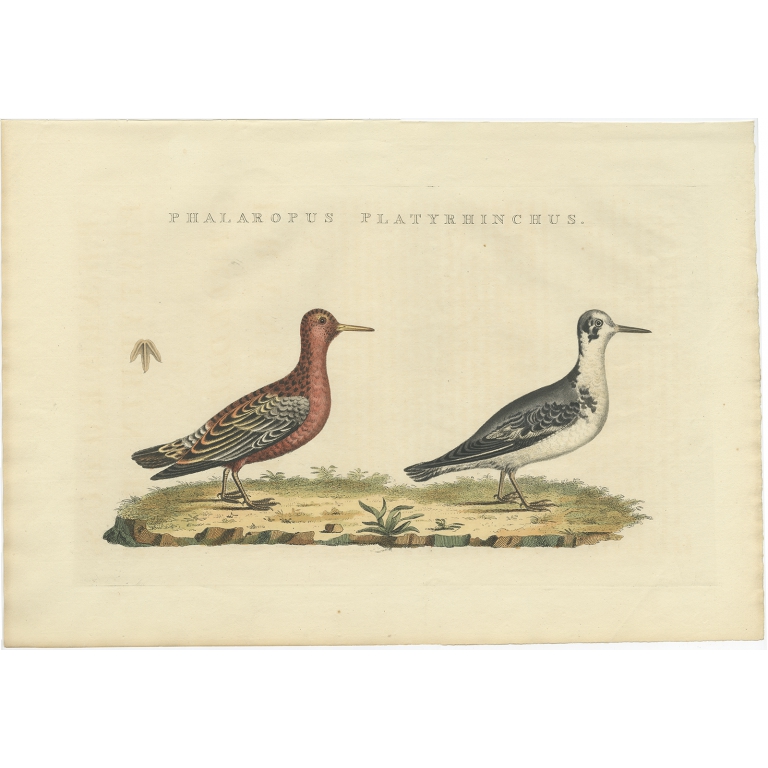 Phalaropus Platyrhinchus - Sepp & Nozeman (1829)