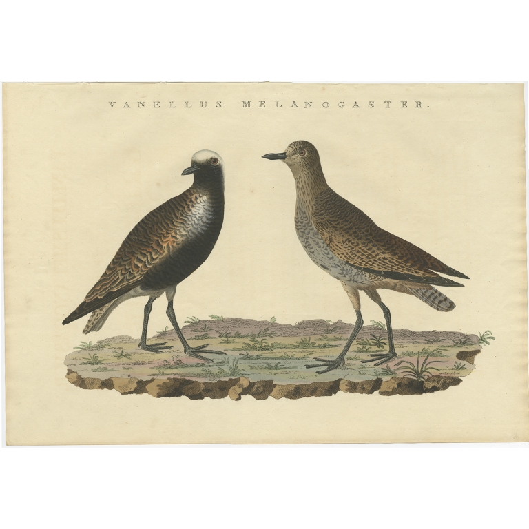 Vanellus Melanogaster - Sepp & Nozeman (1829)