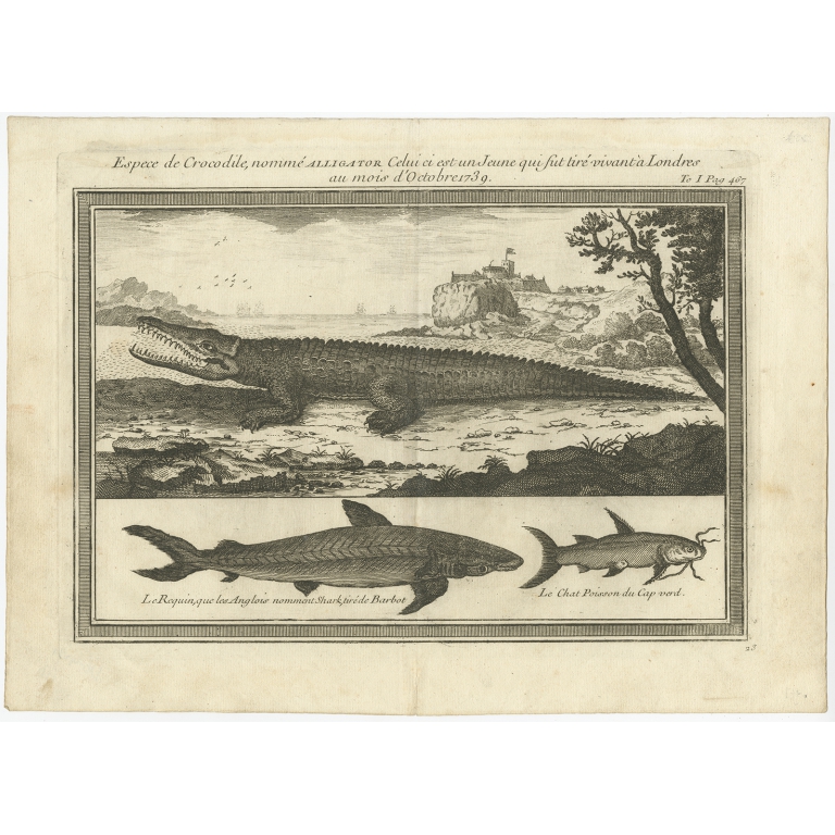 Espece de Crocodile, nomme Alligator (..) - Anonymous (c.1750)