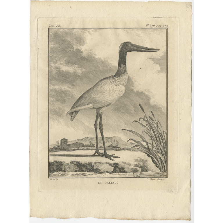 Le Jabiru - Buffon (1795)