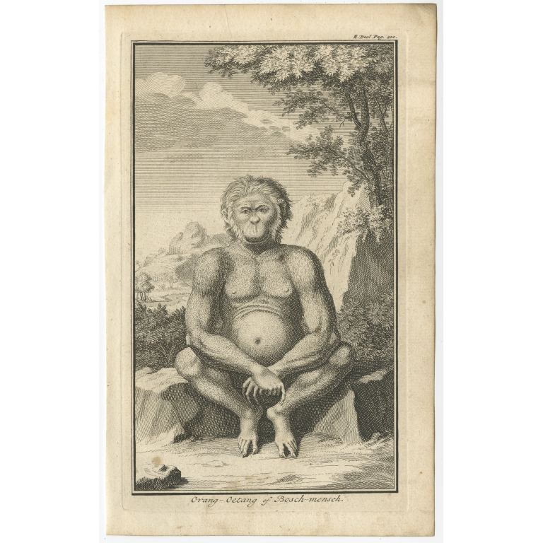 Orang-Oetang of Bosch-mensch - Tirion (1739)