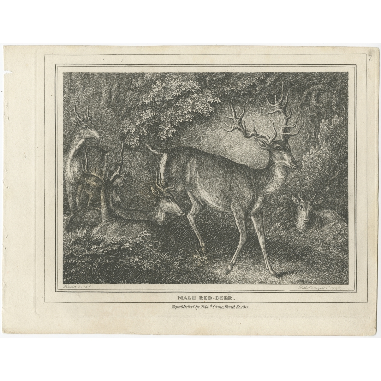Male Red-Deer - Howitt (1798)
