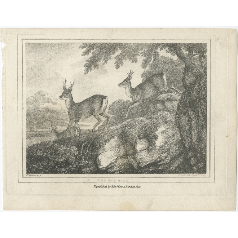 The Roe-Buck - Howitt (1812)