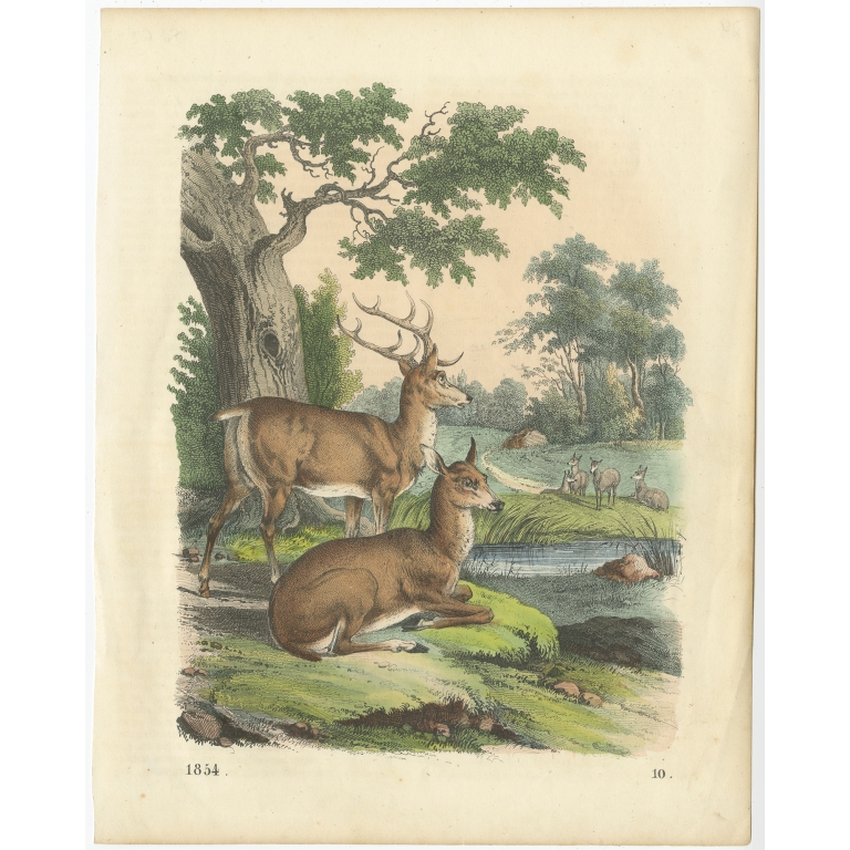 Untitled Print of Deer - Hoffmann (1854)