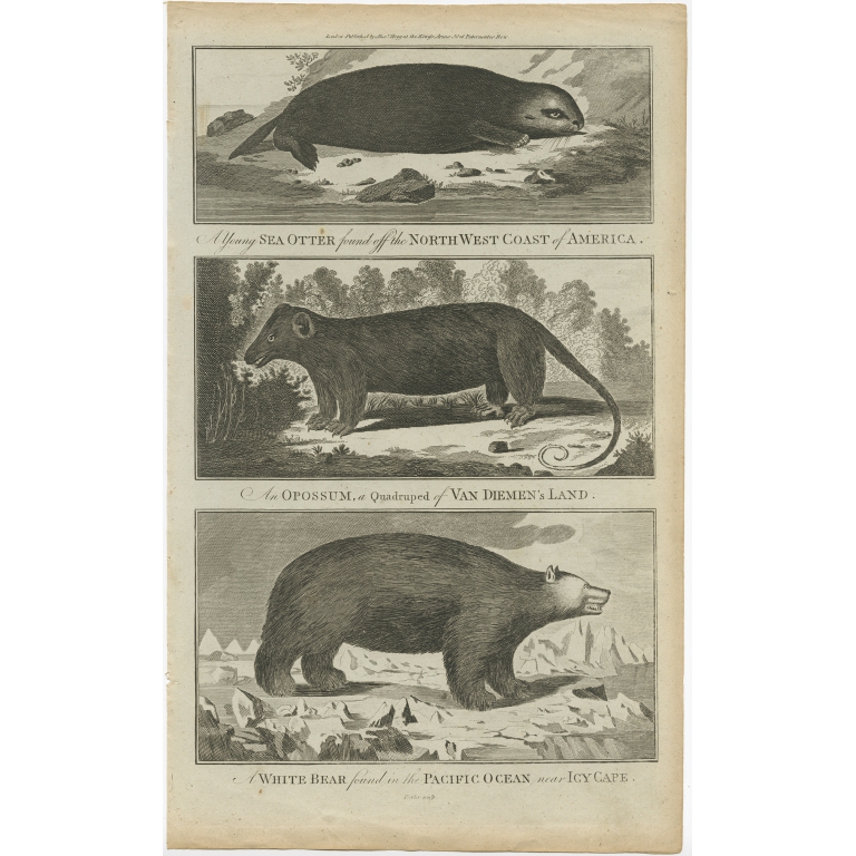 A young Sea Otter (..) - Taylor (c.1780)