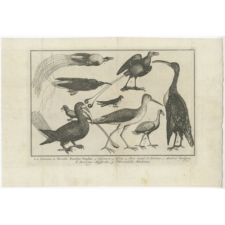 1.2. Oiseaux de Paradis. Paradys-Vogelen (..) - Conradi (1783)