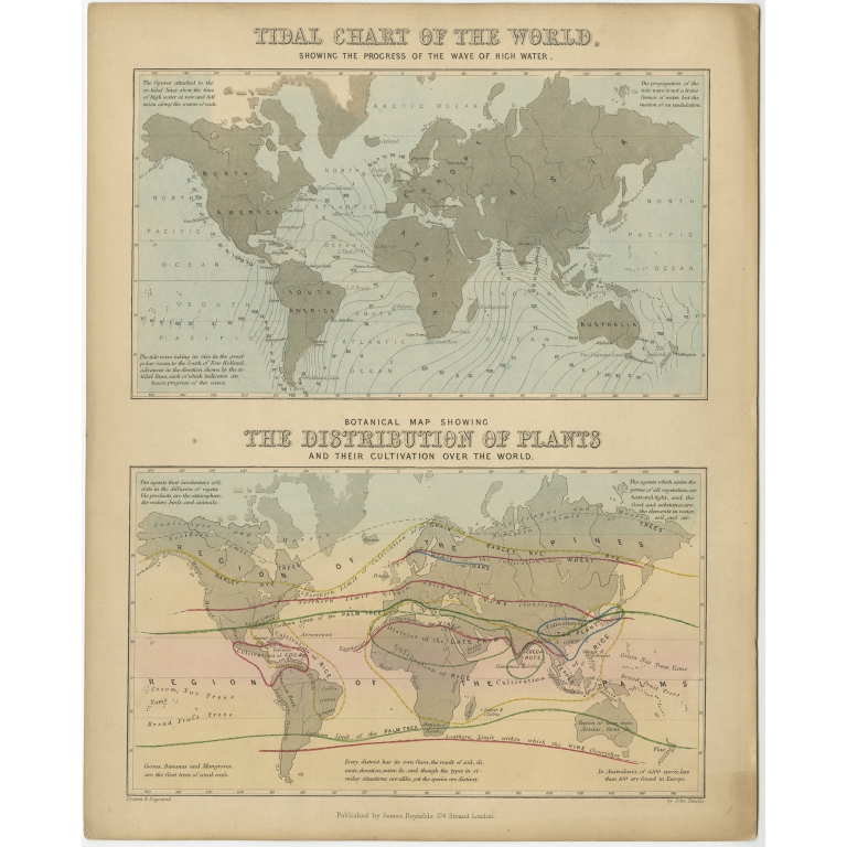 Tidal Chart and Botanical Map - Reynolds (1843)