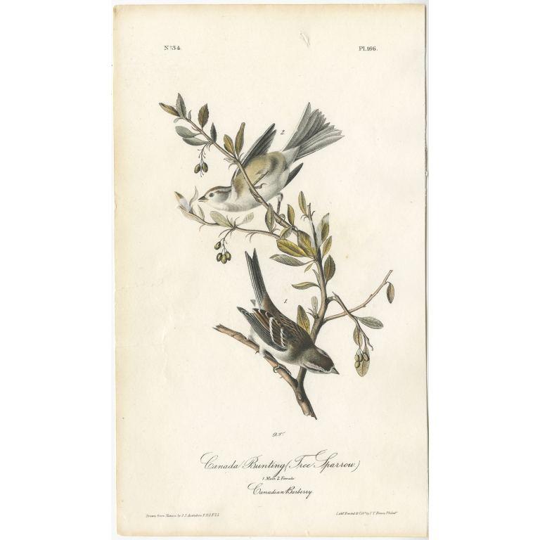 Canada Bunting - Audubon (c.1840)