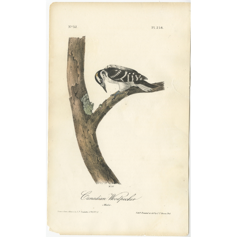 Canadian Woodpecker - Audubon (c.1840)