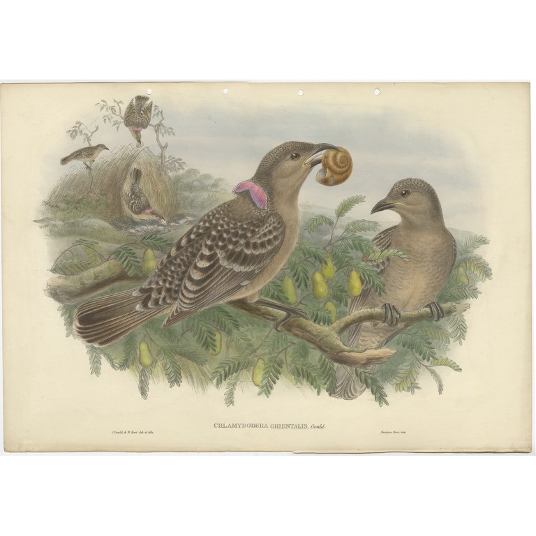 Chlamydodera Orientalis - Gould (c.1880)