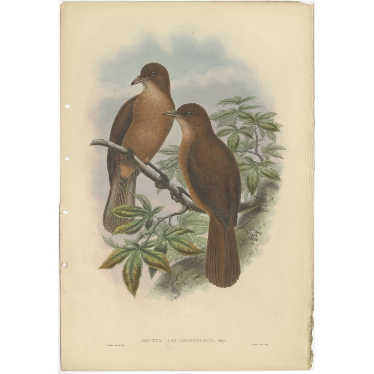 Rectes Leucorhynchus - Gould (c.1880)