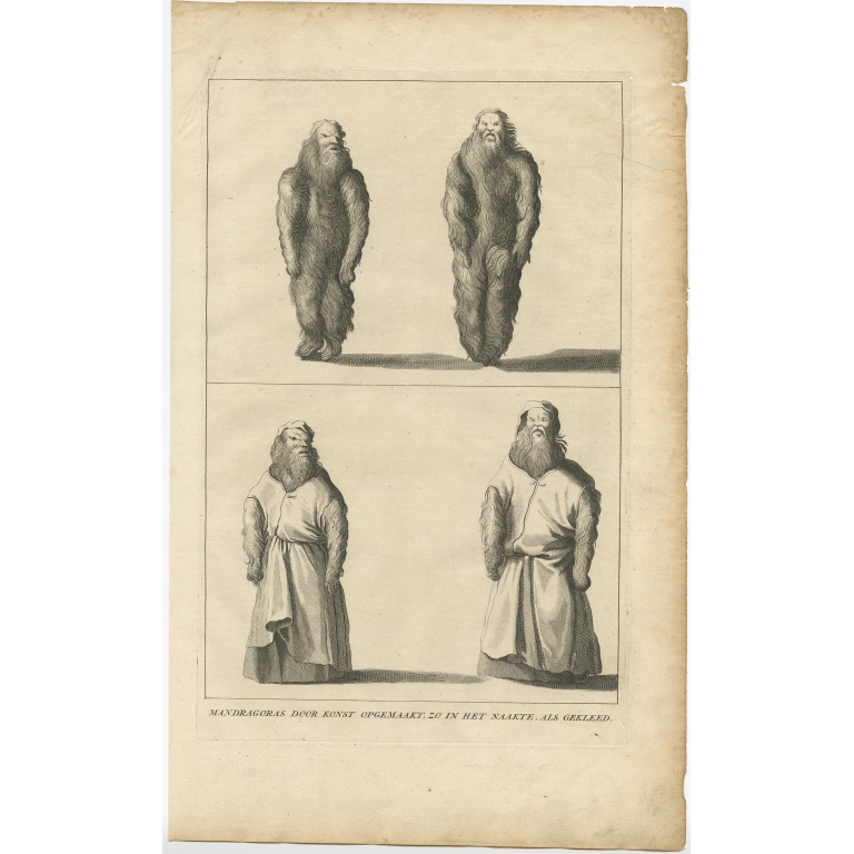 Mandragoras door Konst opgemaakt (..) - Anonymous (c.1725)