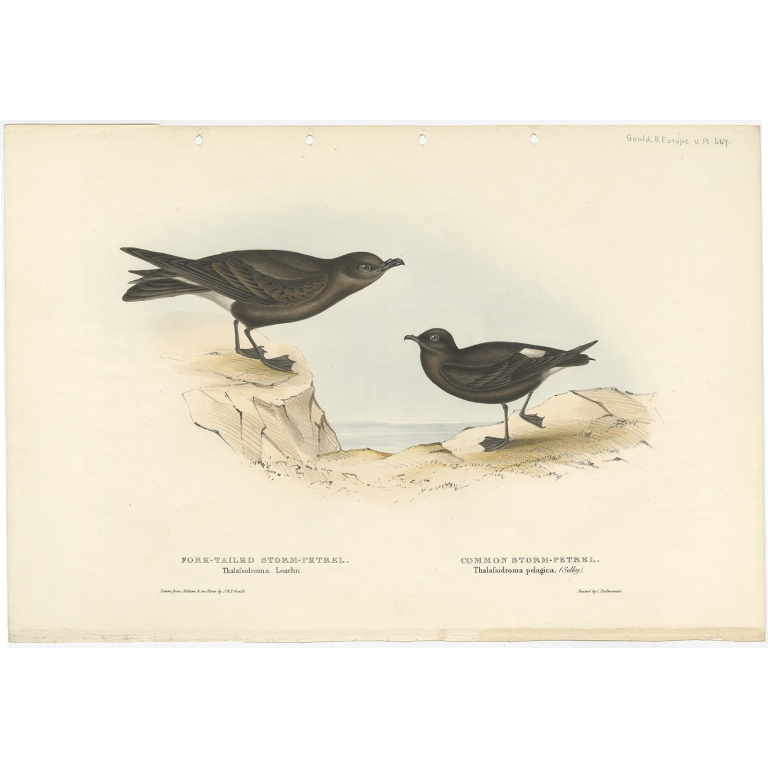 Fork-Tailed Storm-Petrel - Gould (1832)