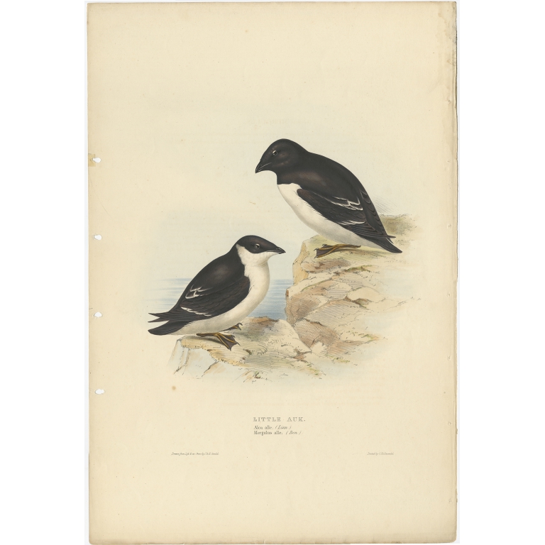 Little Auk - Gould (1832)