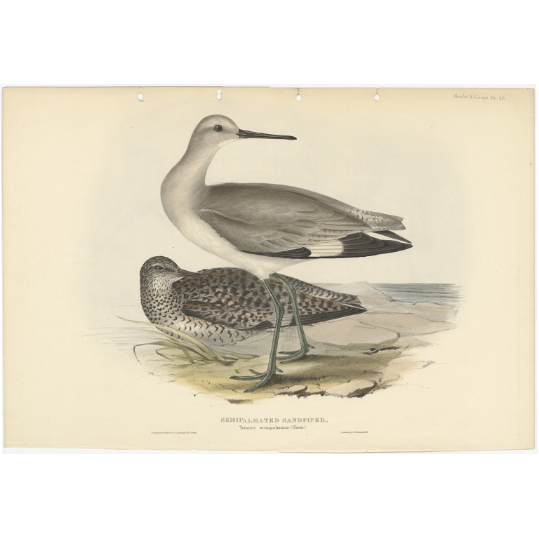Semipalmated Sandpiper - Gould (1832)