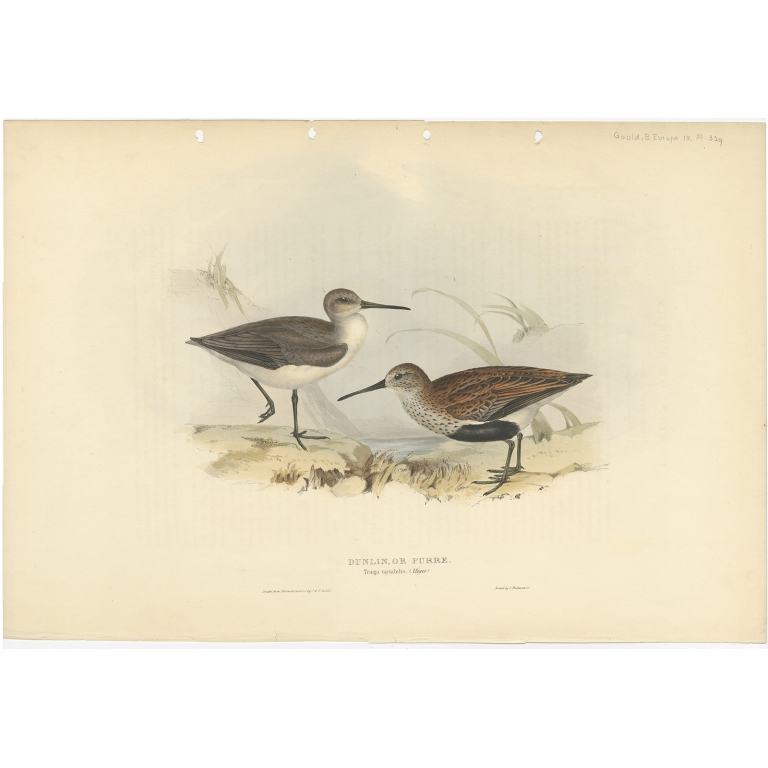 Dunlin, or Purre - Gould (1832)