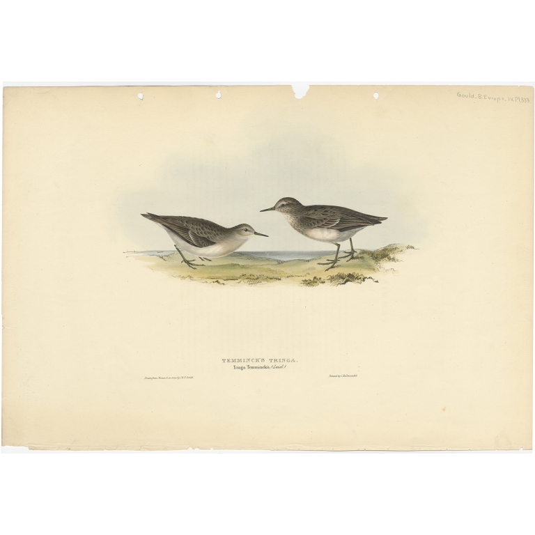 Temminck's Tringa - Gould (1832)