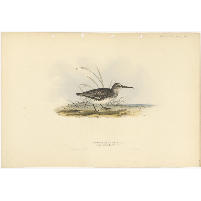Broad-Billed Tringa - Gould (1832)