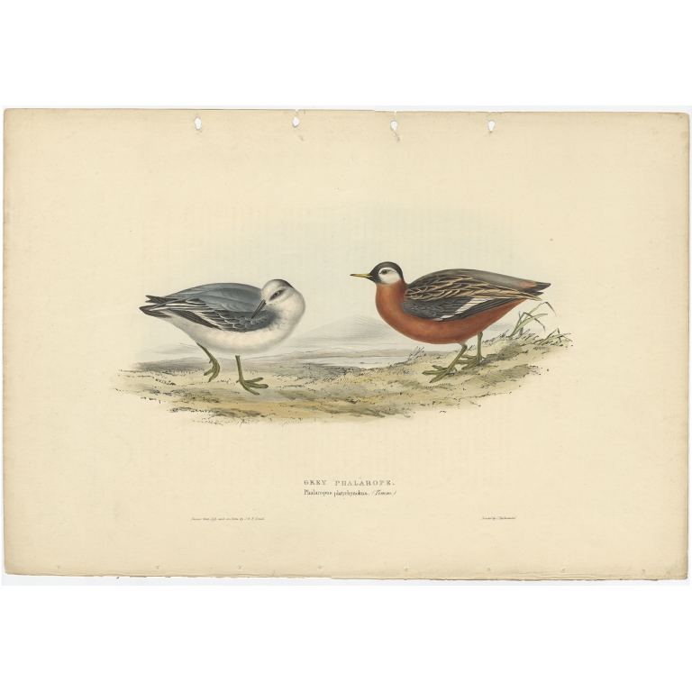 Grey Phalarope - Gould (1832)