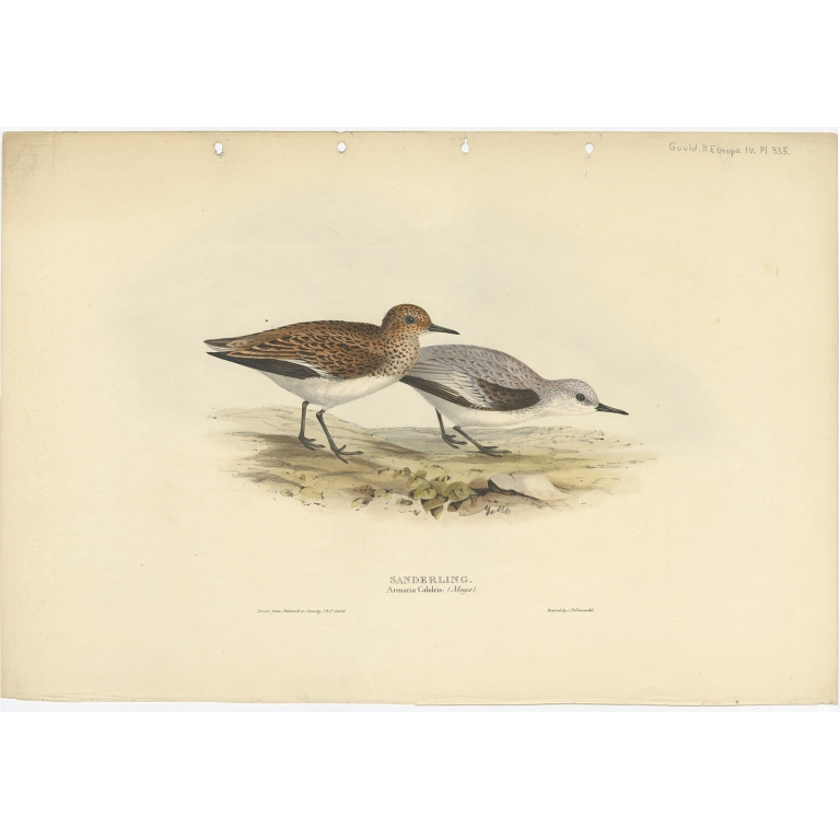 Sanderling - Gould (1832)