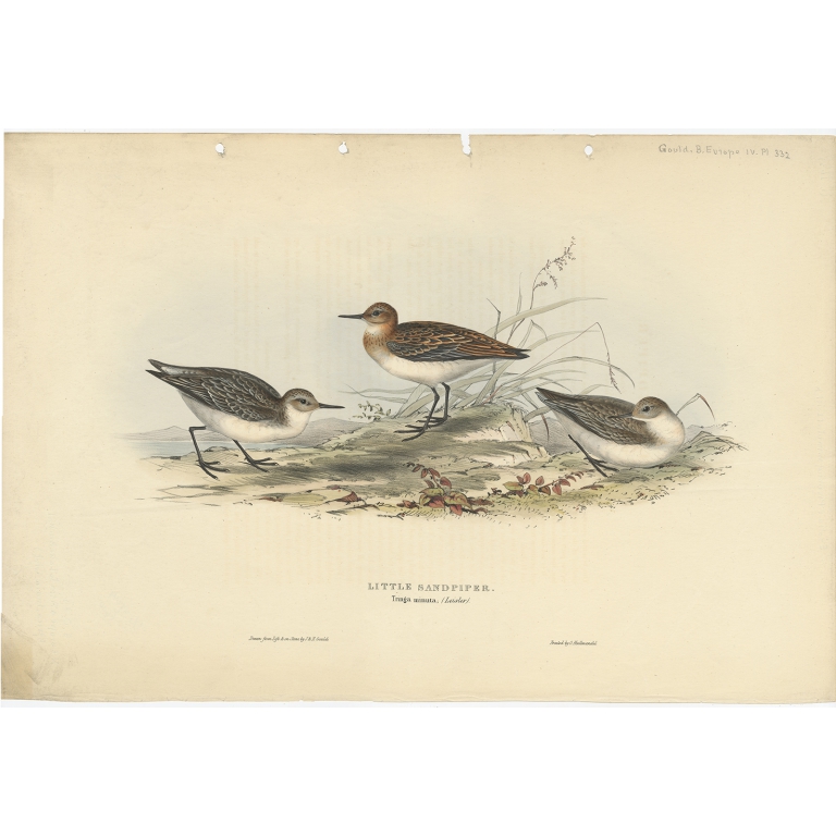 Little Sandpiper - Gould (1832)