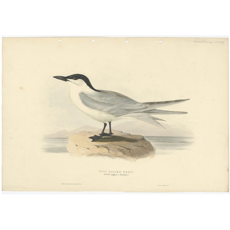 Gull Billed Tern - Gould (1832)
