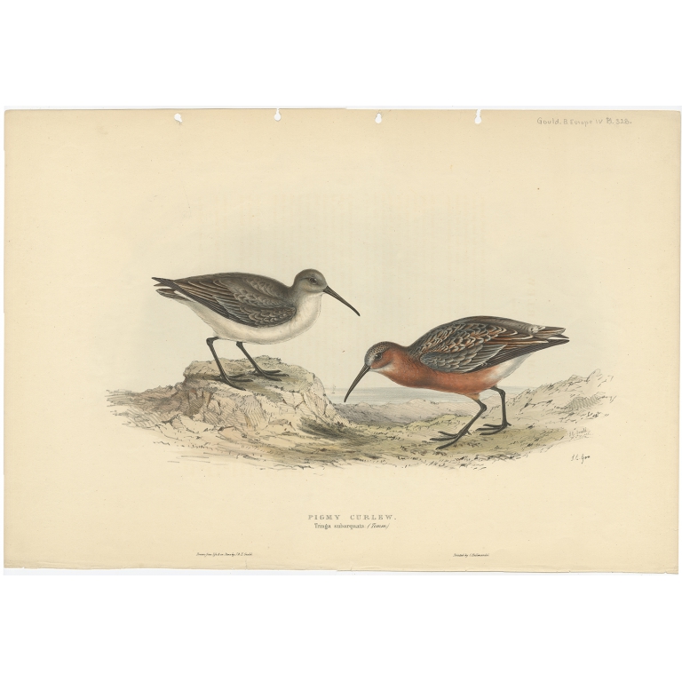 Pigmy Curlew - Gould (1832)