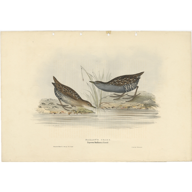 Baillon's Crake - Gould (1832)