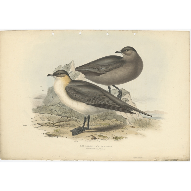 Richardson's Lestris - Gould (1832)