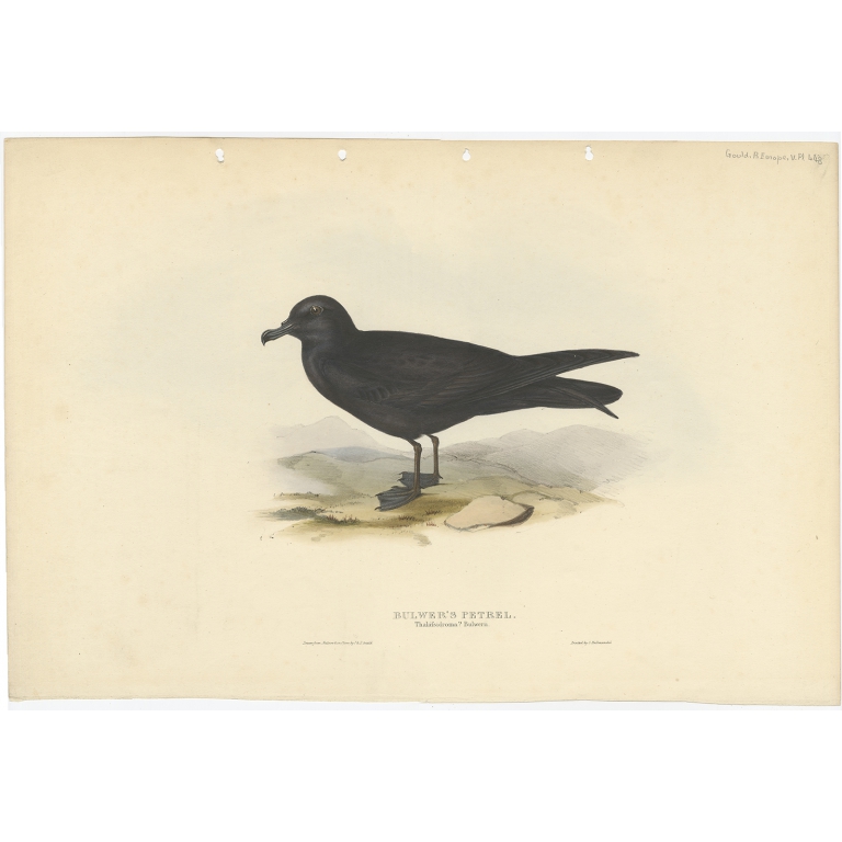 Bulwer's Petrel - Gould (1832)