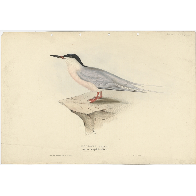 Roseate Tern - Gould (1832)