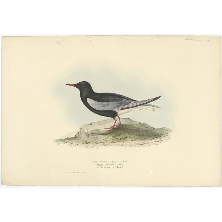 White-Winged Tern - Gould (1832)
