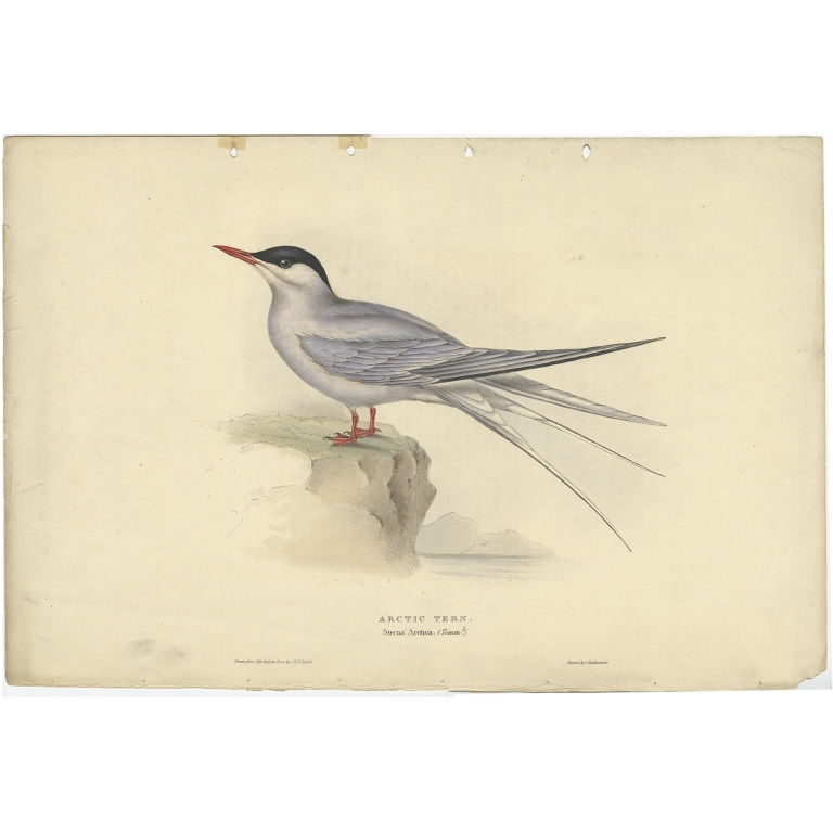 Arctic Tern - Gould (1832)