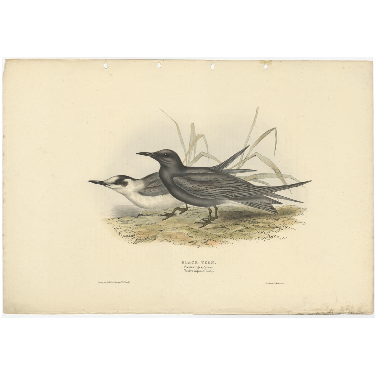 Black Tern - Gould (1832)