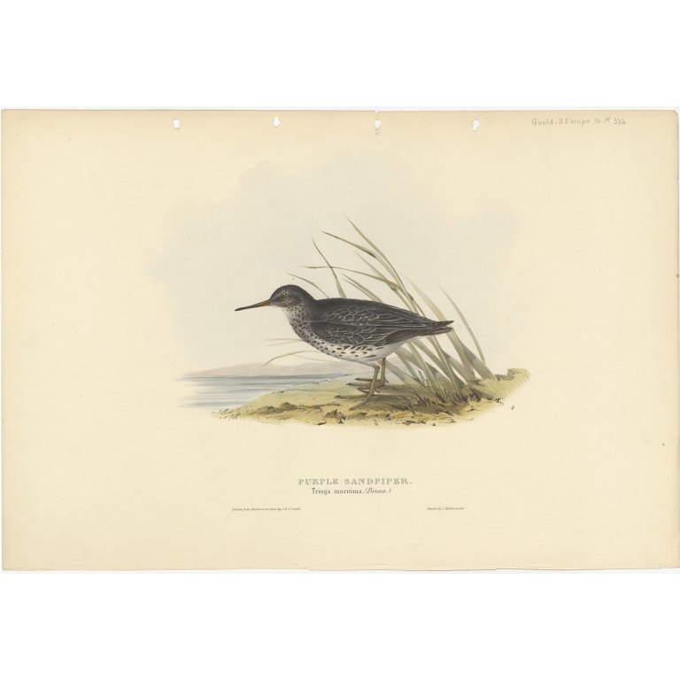 Purple Sandpiper - Gould (1832)