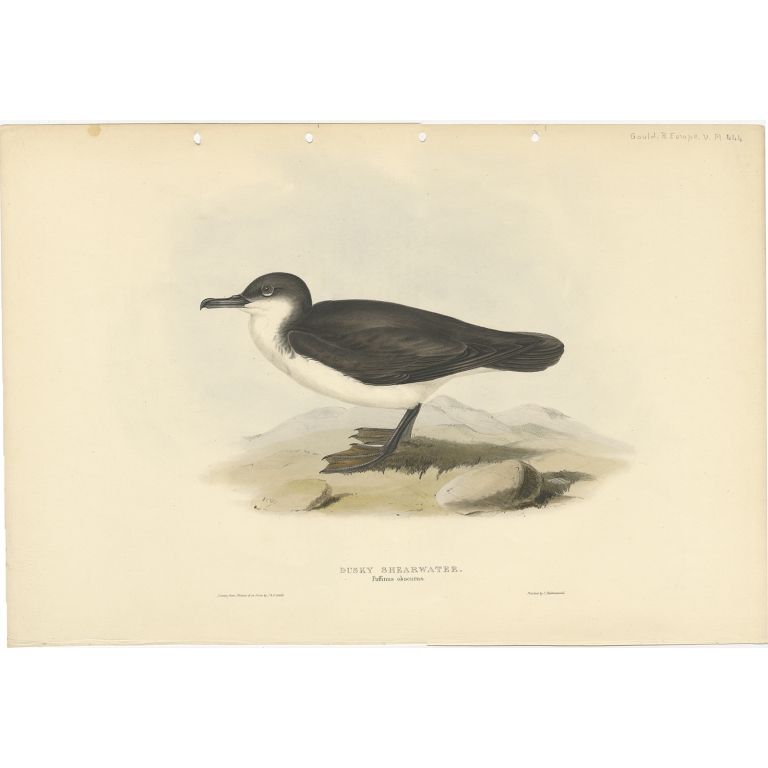 Dusky Shearwater - Gould (1832)