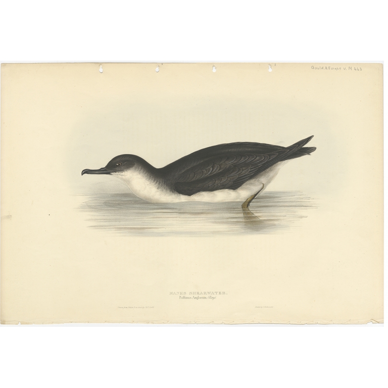 Manks Shearwater - Gould (1832)