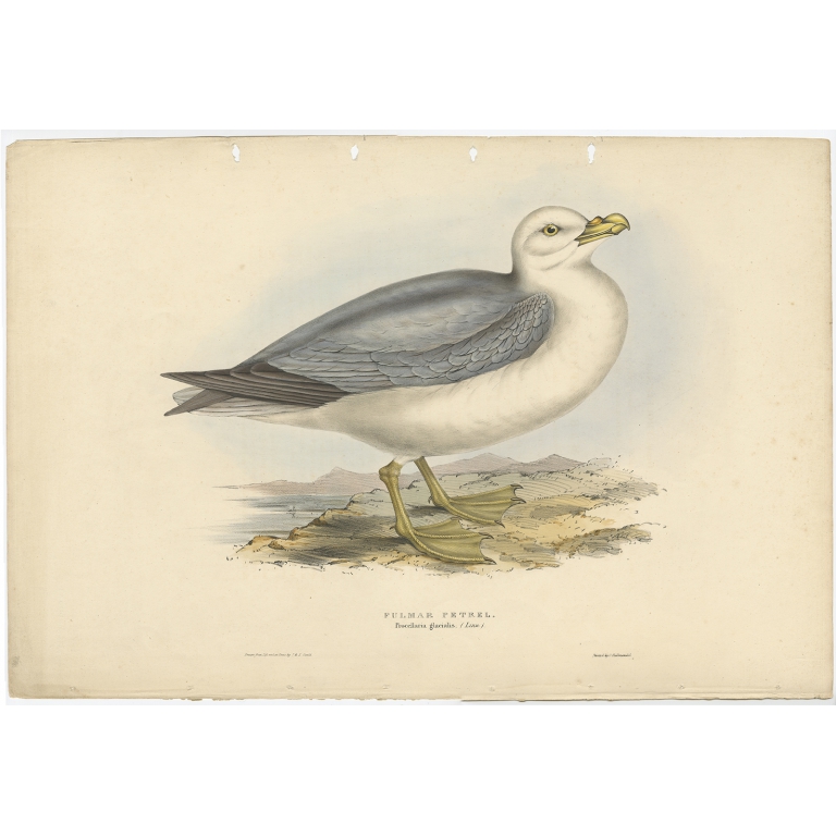 Fulmar Petrel - Gould (1832)